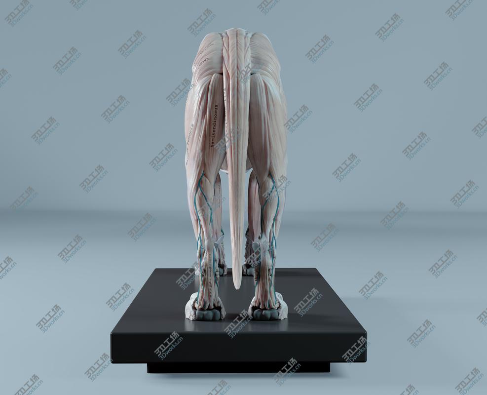 images/goods_img/2021040232/3D Lion Anatomy/5.jpg